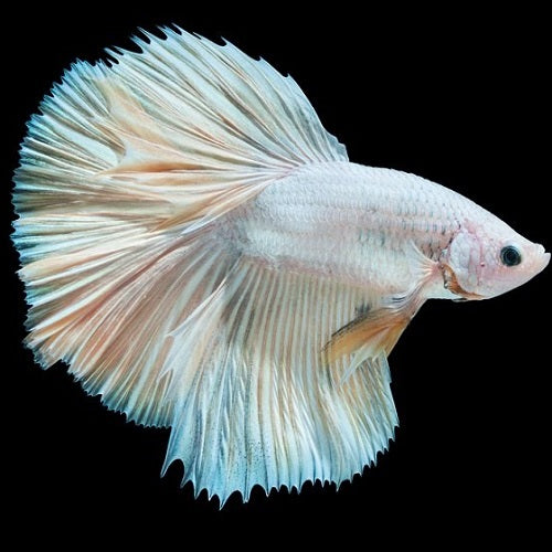 Why Is My Betta Fish Turning White – Petnanny Store