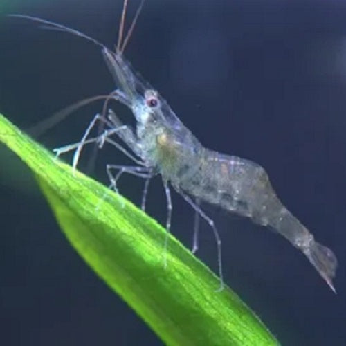 Ghost Shrimp Care Guide – Petnanny Store